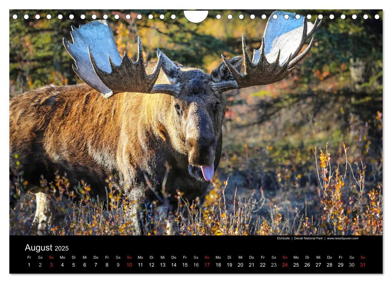 Bild: 9783435636785 | Alaska 2025 Wildes Land am Ende der Welt (Wandkalender 2025 DIN A4...