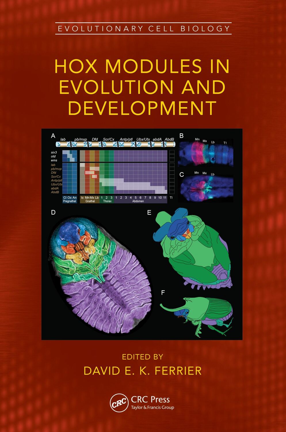 Cover: 9780367522582 | Hox Modules in Evolution and Development | David E. K. Ferrier | Buch