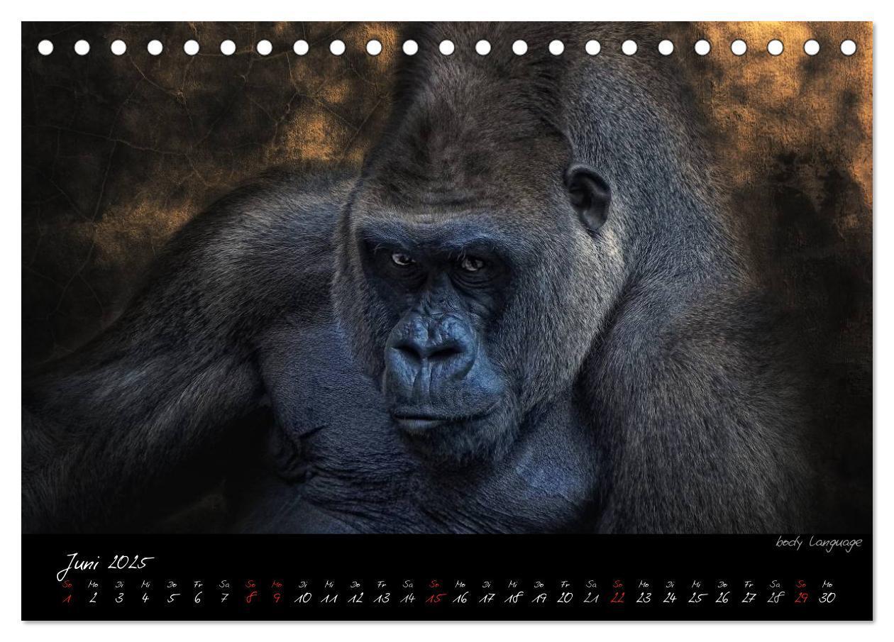 Bild: 9783435726028 | Gorilla (Tischkalender 2025 DIN A5 quer), CALVENDO Monatskalender