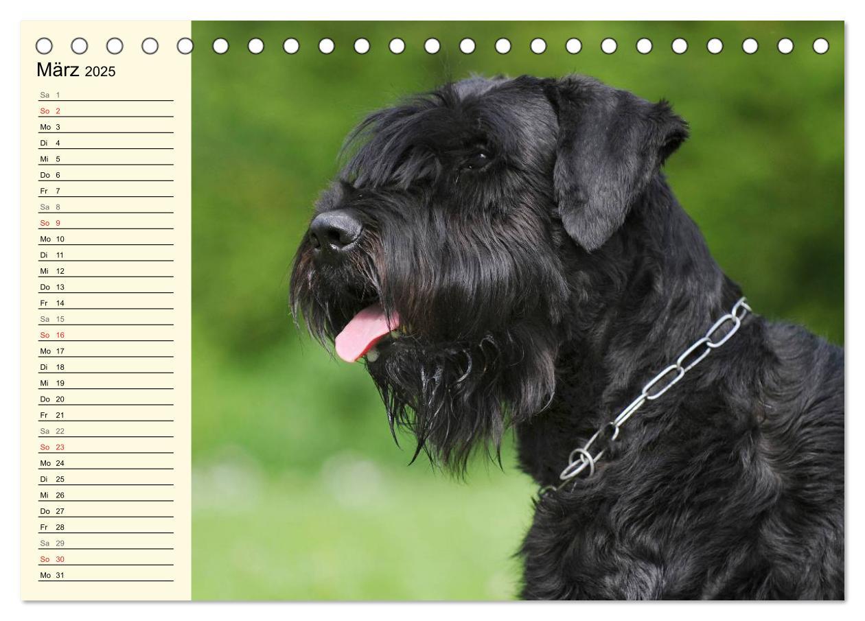 Bild: 9783435544110 | Treuer Freund Riesenschnauzer (Tischkalender 2025 DIN A5 quer),...