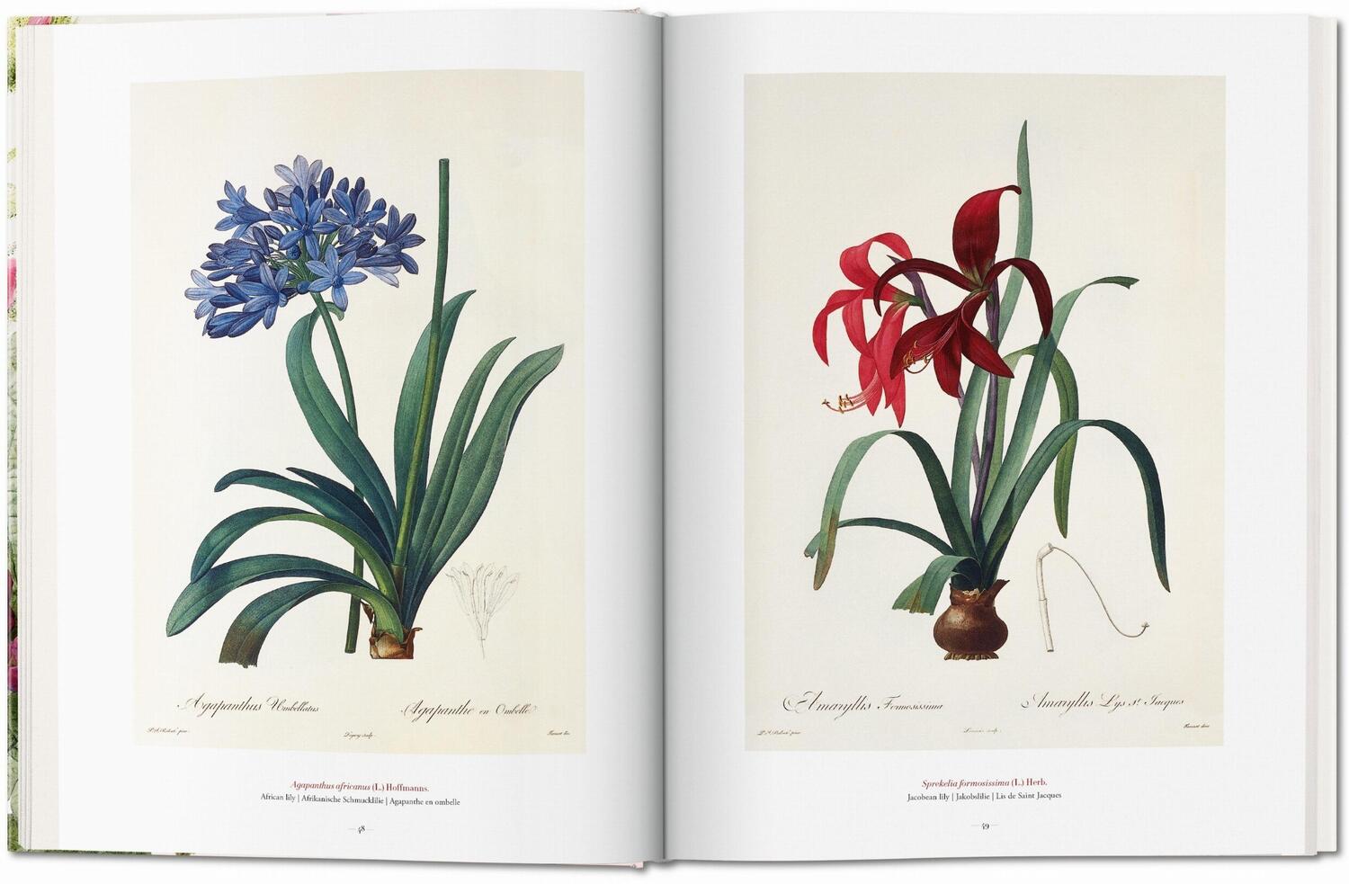 Bild: 9783836568937 | Redouté. The Book of Flowers | H. Walter Lack | Buch | Hardcover