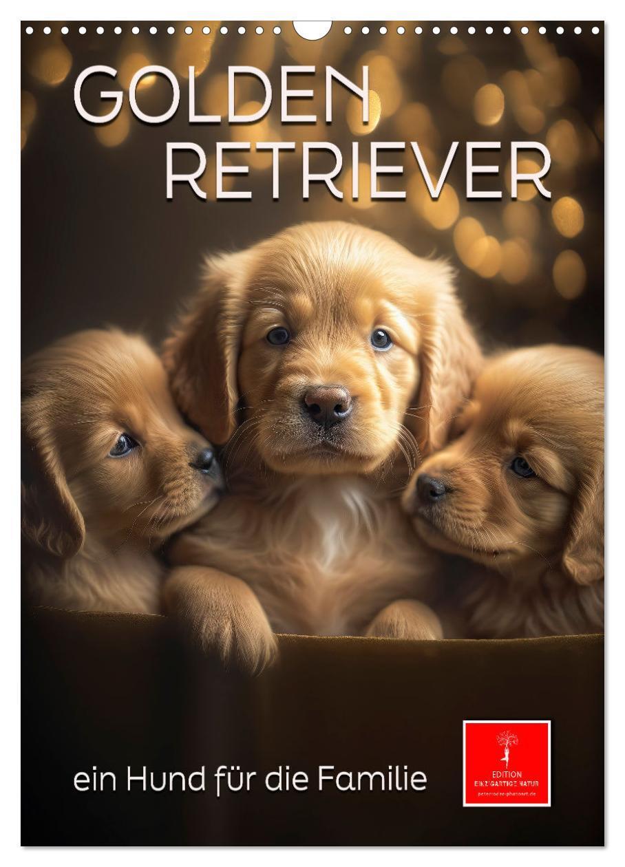 Cover: 9783435880799 | Golden Retriever - ein Hund für die Familie (Wandkalender 2025 DIN...