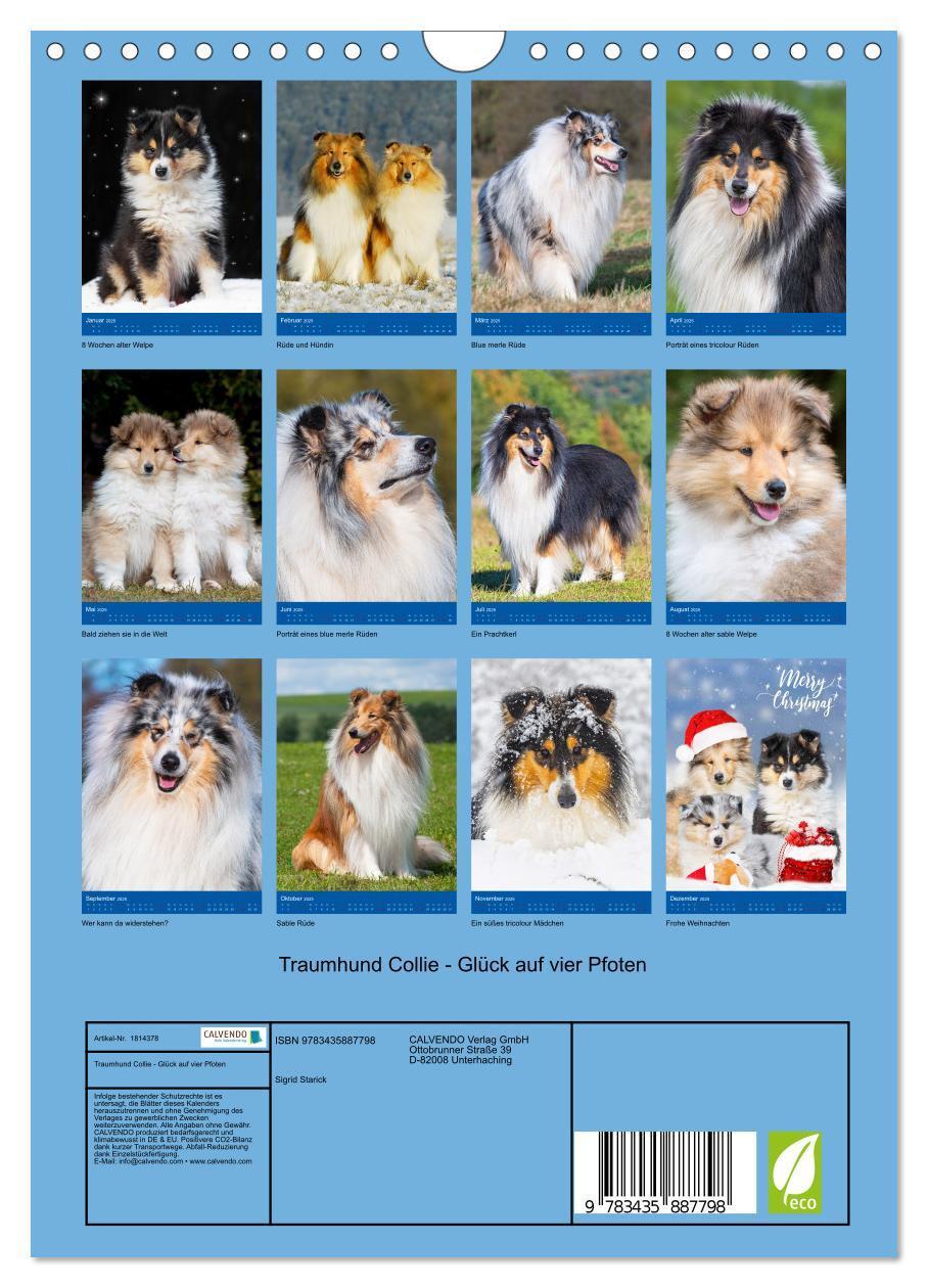 Bild: 9783435887798 | Traumhund Collie - Glück auf vier Pfoten (Wandkalender 2025 DIN A4...