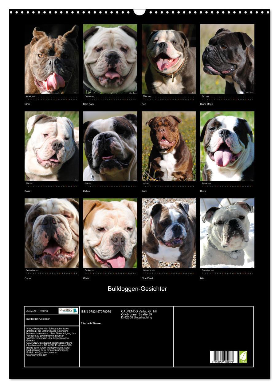 Bild: 9783457070079 | Bulldoggen-Gesichter (Wandkalender 2025 DIN A2 hoch), CALVENDO...