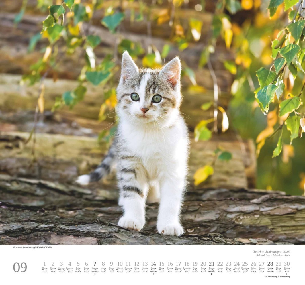 Bild: 4250809652498 | DUMONT - Geliebte Stubentiger 2025 Wandkalender, 38x35,5cm,...