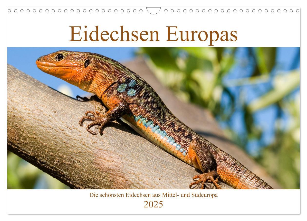 Cover: 9783435099108 | Eidechsen Europas (Wandkalender 2025 DIN A3 quer), CALVENDO...