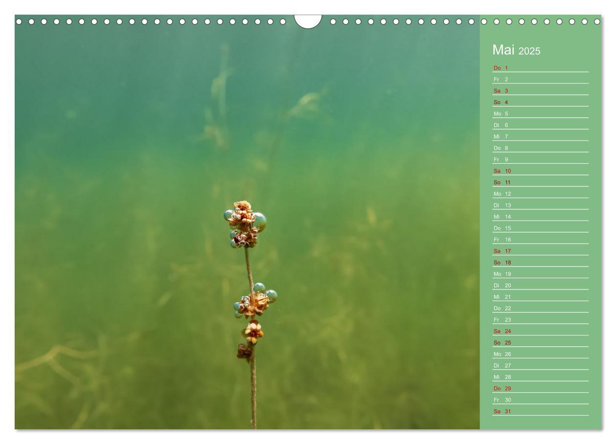 Bild: 9783435084821 | Baggersee - die grüne Welt (Wandkalender 2025 DIN A3 quer),...