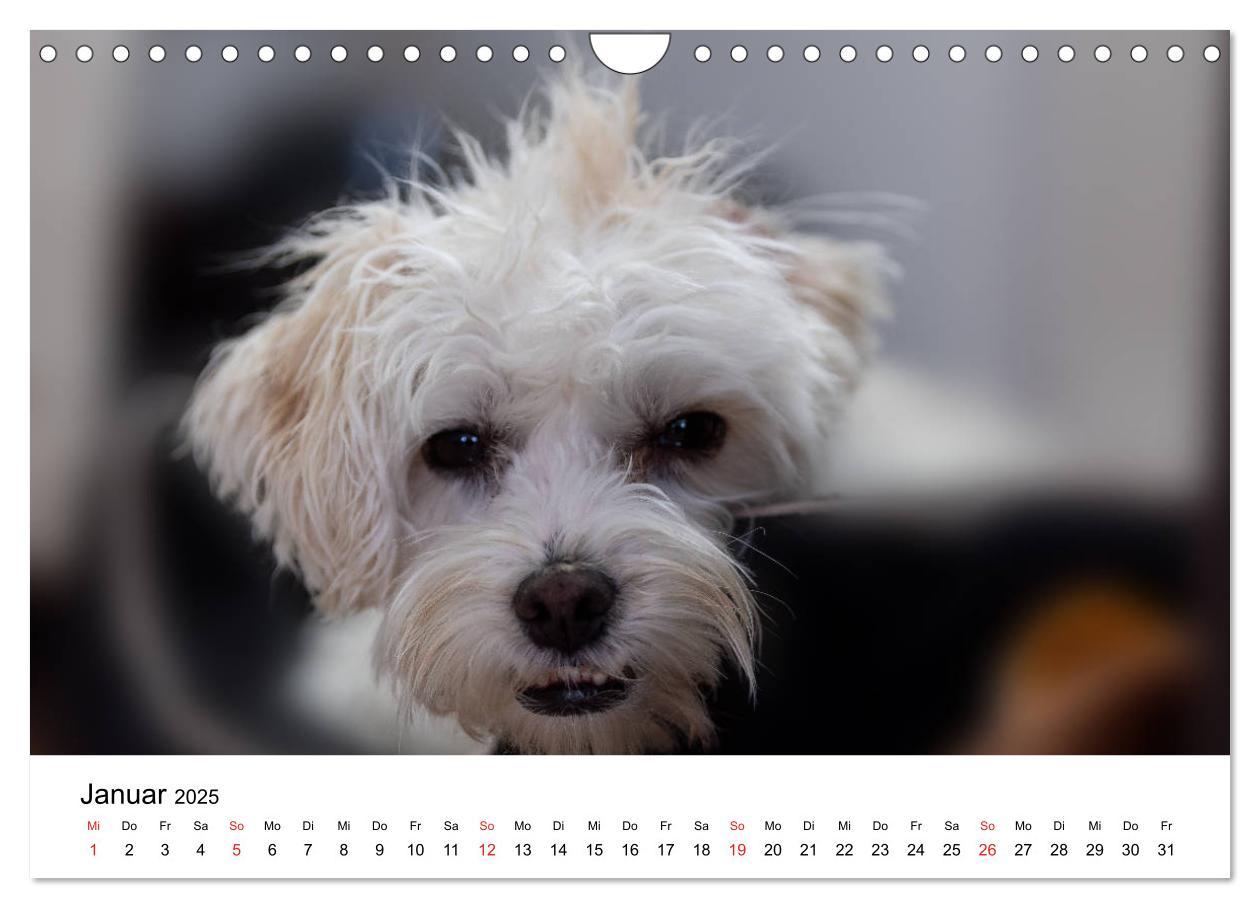 Bild: 9783435276479 | Moritz, der freche Malteser (Wandkalender 2025 DIN A4 quer),...