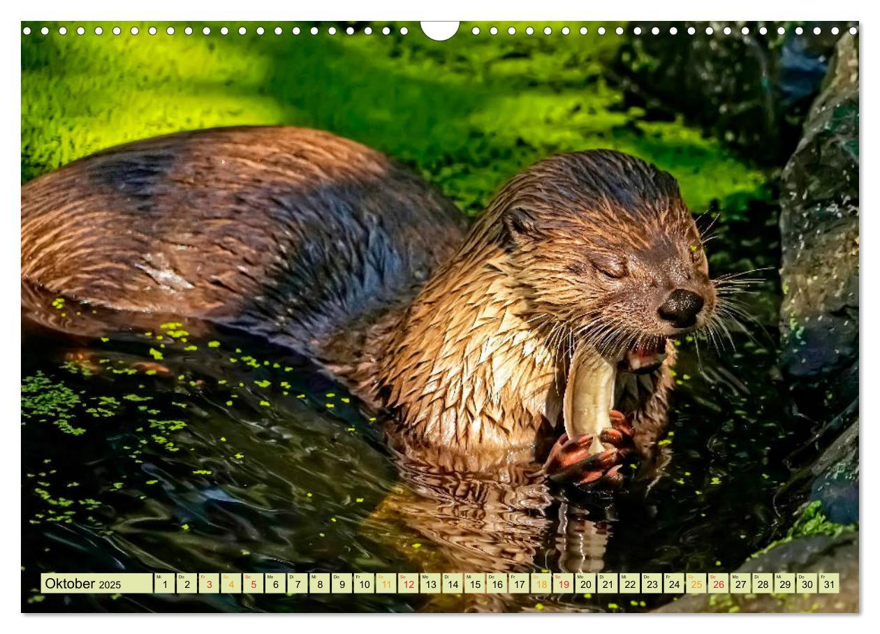 Bild: 9783435376728 | Fischotter - putzige Kerlchen und elegante Schwimmer (Wandkalender...