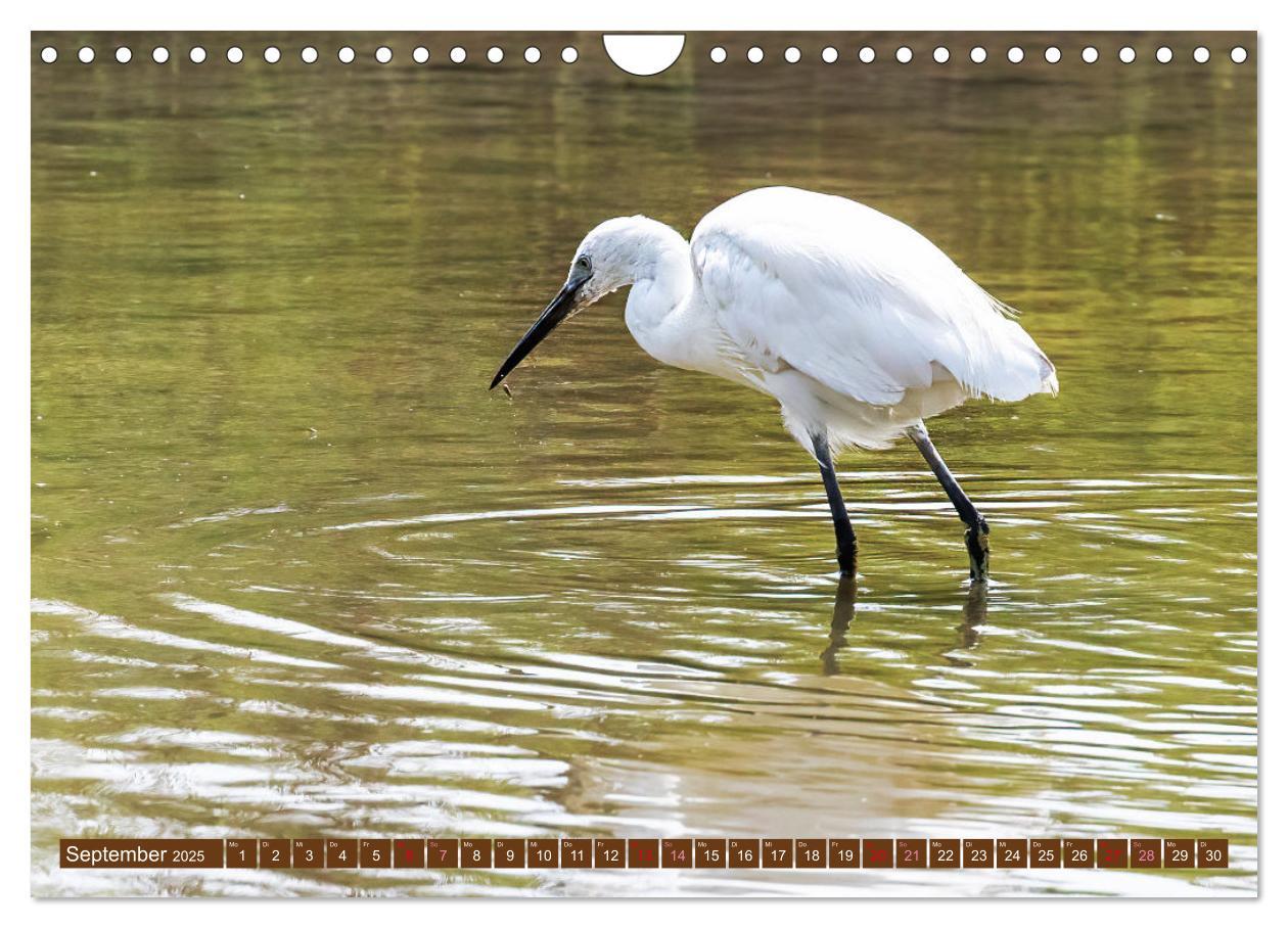 Bild: 9783383845499 | Die Vogelwelt der Camargue (Wandkalender 2025 DIN A4 quer),...