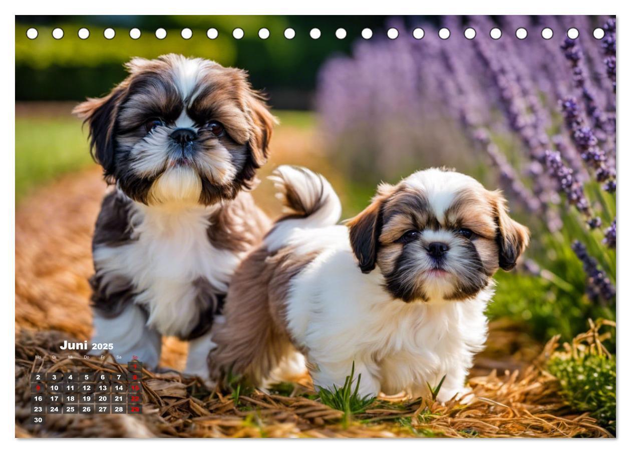 Bild: 9783435647279 | Shih Tzu - der wuschelige Hund aus Tibet (Tischkalender 2025 DIN A5...