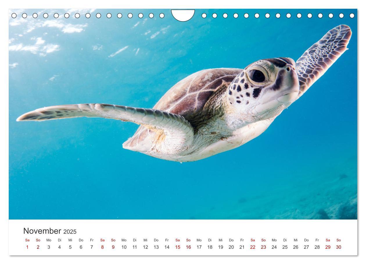 Bild: 9783383997839 | Schildkröten - Die gepanzerten Tiere. (Wandkalender 2025 DIN A4...