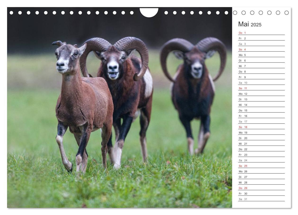 Bild: 9783435544493 | Emotionale Momente: Muffelwild. (Wandkalender 2025 DIN A4 quer),...