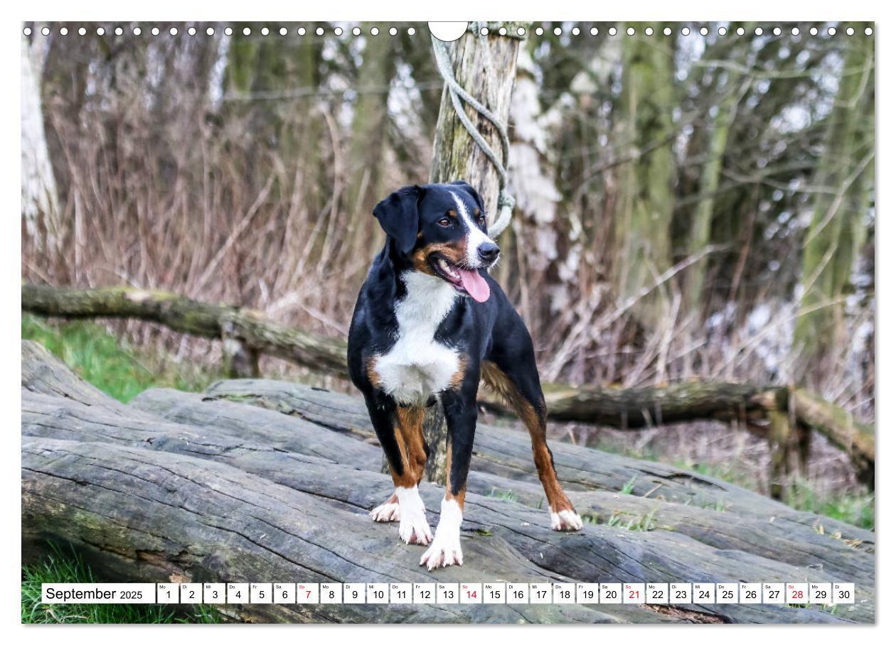 Bild: 9783435332441 | Appenzeller Sennenhunde (Wandkalender 2025 DIN A3 quer), CALVENDO...