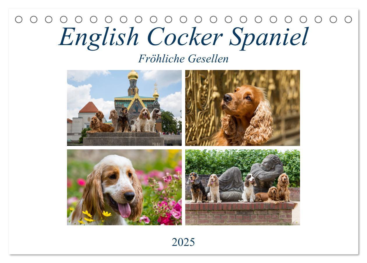 Cover: 9783435447312 | English Cocker Spaniel - Fröhliche Gesellen (Tischkalender 2025 DIN...