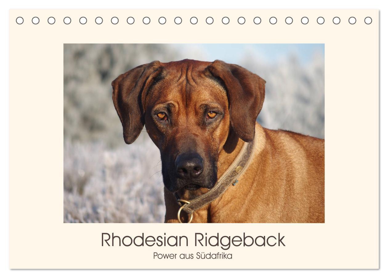 Cover: 9783435352623 | Rhodesian Ridgeback Power aus Südafrika (Tischkalender 2025 DIN A5...