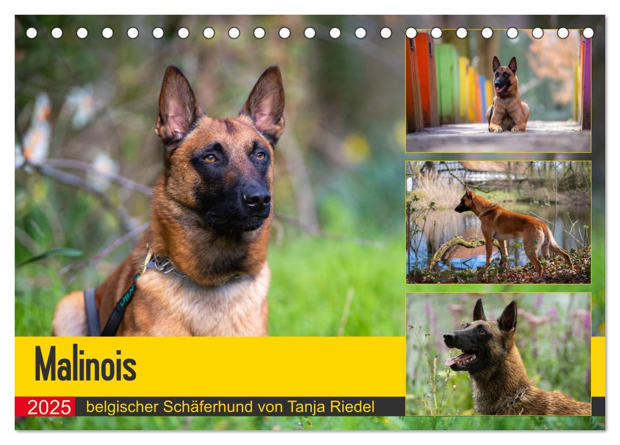 Cover: 9783435144457 | Malinois - belgischer Schäferhund (Tischkalender 2025 DIN A5 quer),...