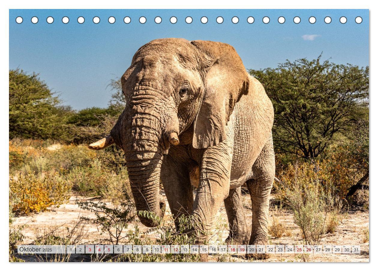 Bild: 9783383853807 | Abenteuerliches Namibia (Tischkalender 2025 DIN A5 quer), CALVENDO...