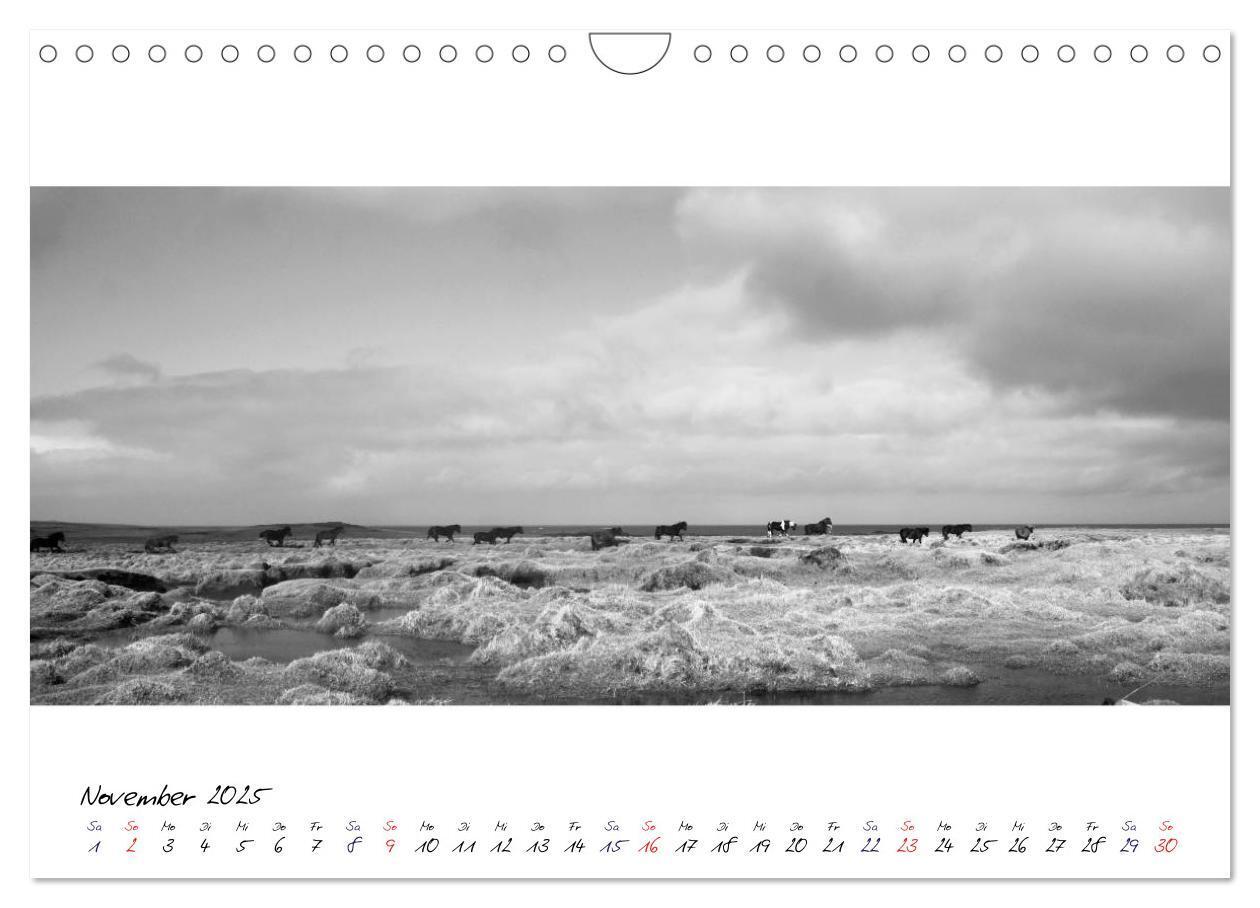 Bild: 9783435763139 | Islandpferde von Brimilsvellir (Wandkalender 2025 DIN A4 quer),...