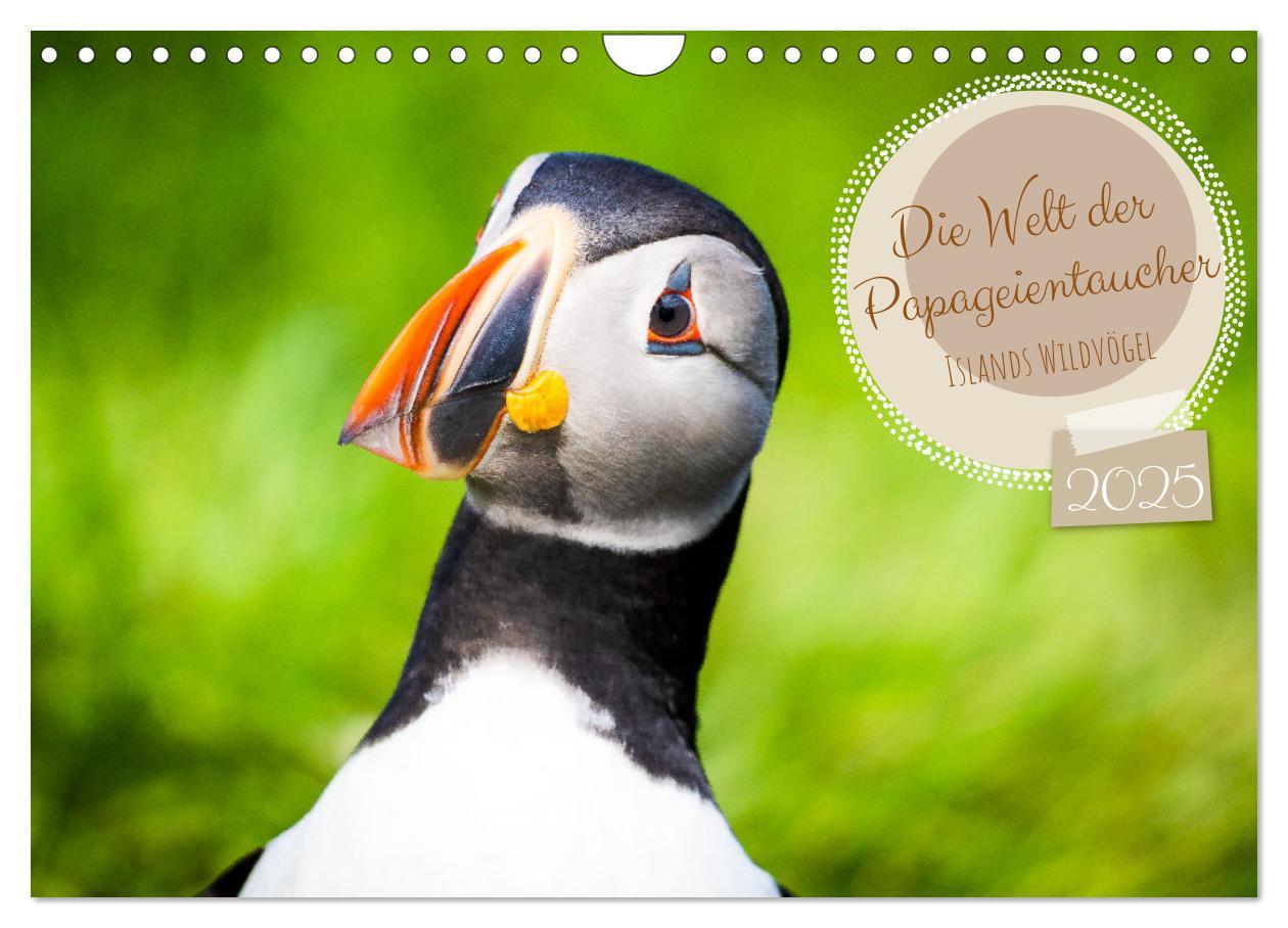 Cover: 9783383938412 | Die Welt der Papageientaucher - Islands Wildvögel (Wandkalender...