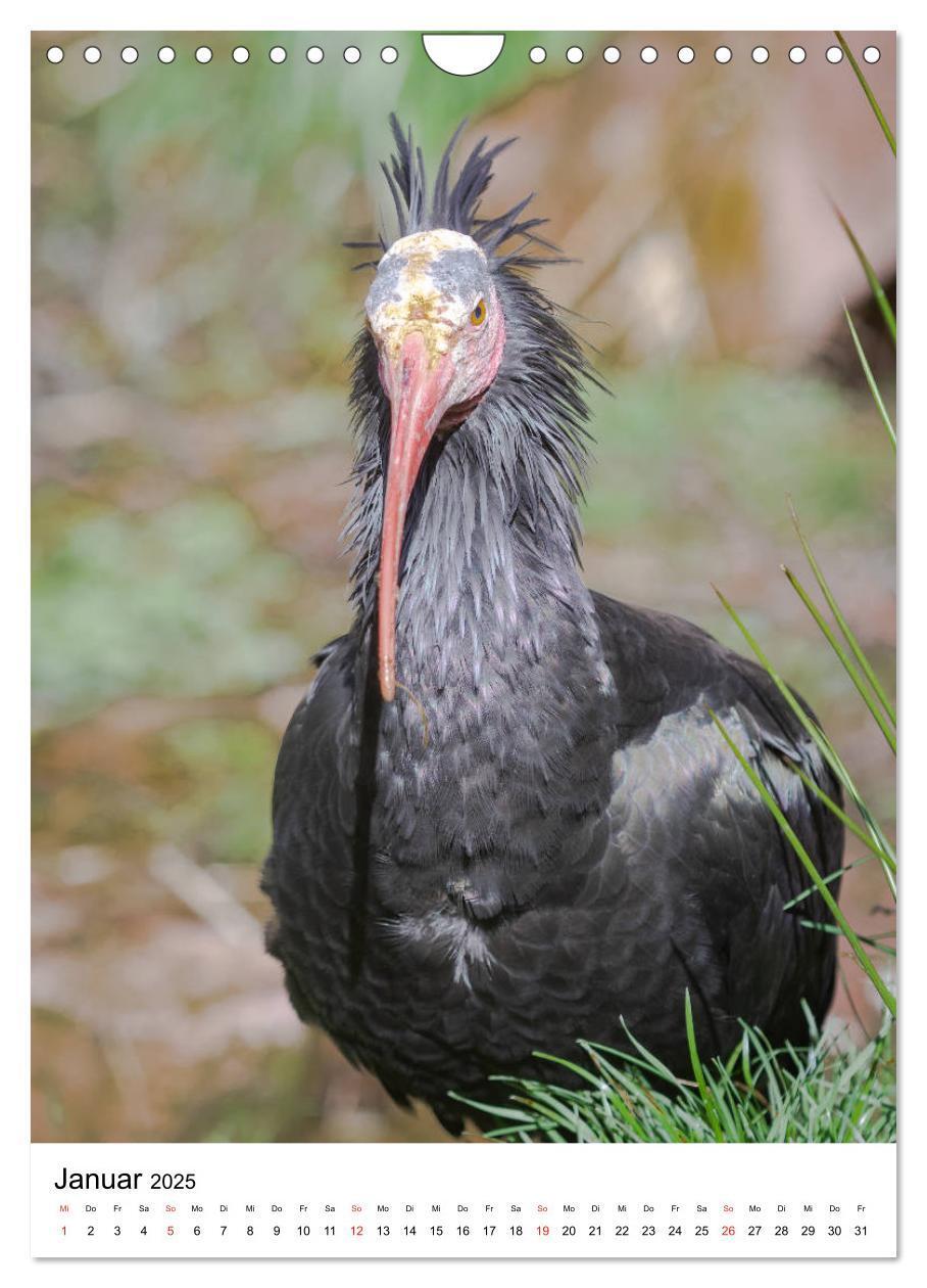 Bild: 9783435944200 | Der Waldrapp - Der etwas andere Vogel (Wandkalender 2025 DIN A4...