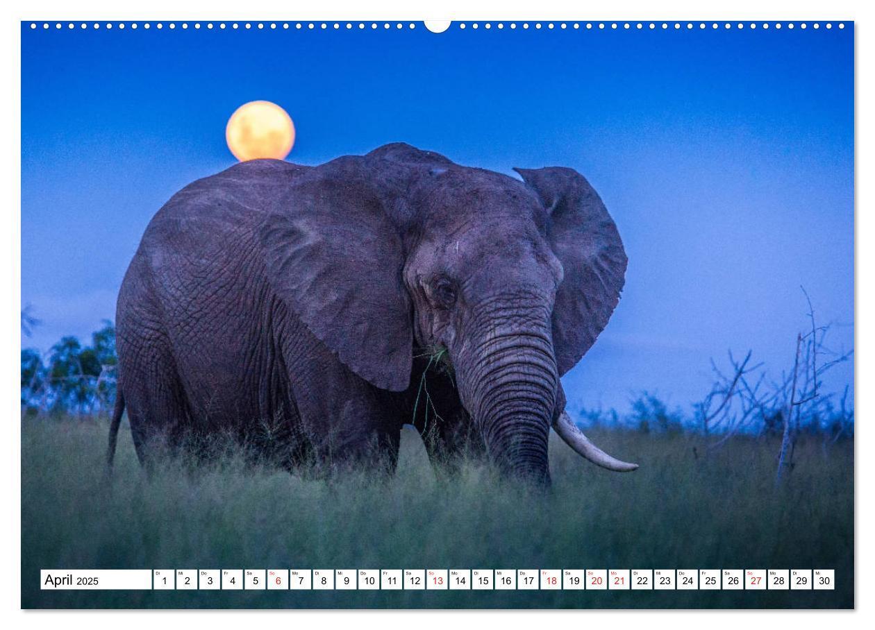 Bild: 9783435150915 | Wunderwelt der Tiere - Südafrika (Wandkalender 2025 DIN A2 quer),...