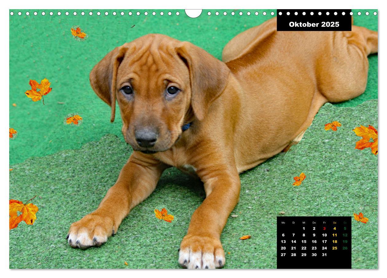 Bild: 9783383939457 | Rhodesian Ridgeback, Charmante Herzensbrecher (Wandkalender 2025...