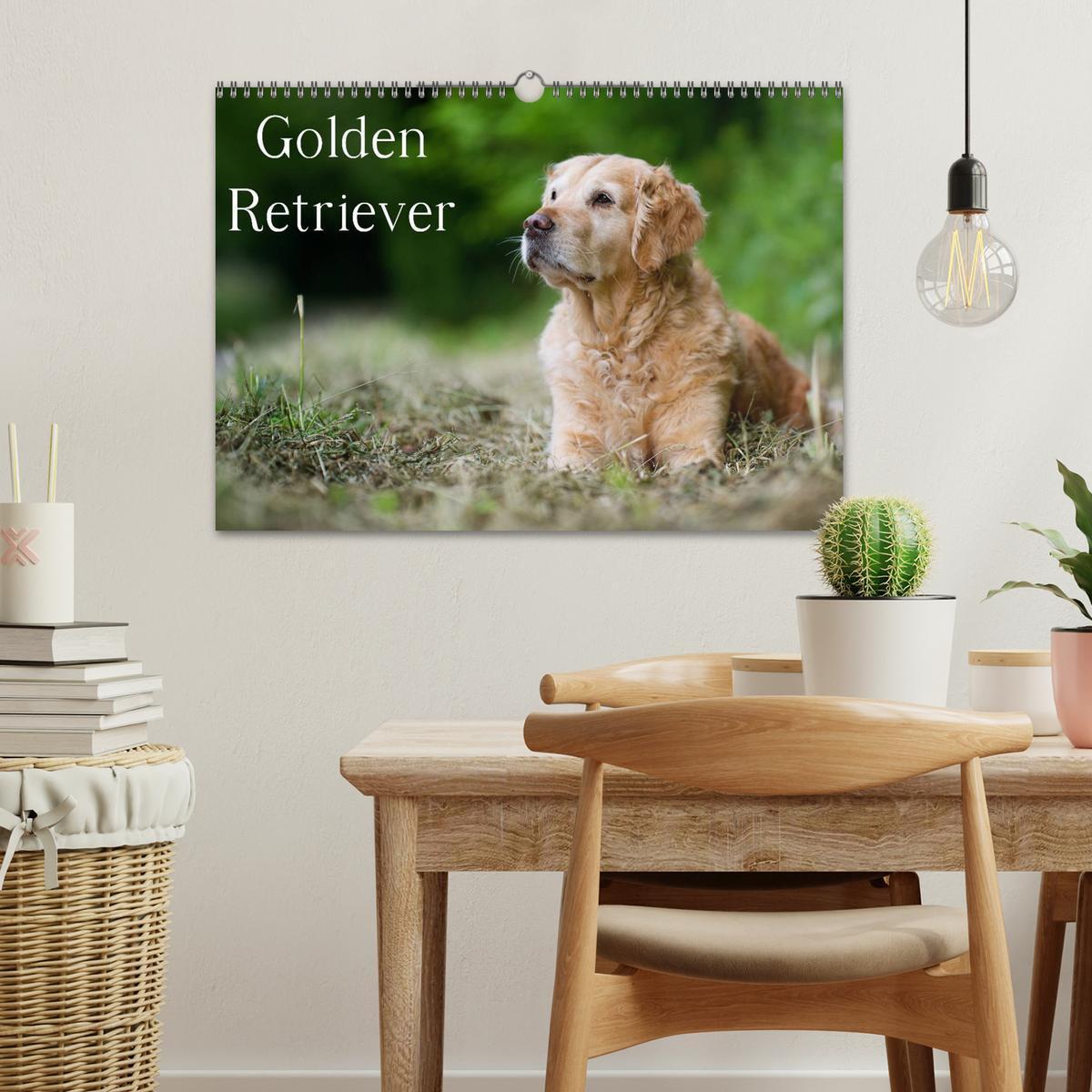 Bild: 9783435743827 | Golden Retriever (Wandkalender 2025 DIN A3 quer), CALVENDO...