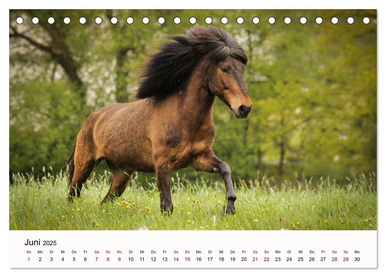 Bild: 9783435394975 | Isländer - icelandic horses (Tischkalender 2025 DIN A5 quer),...