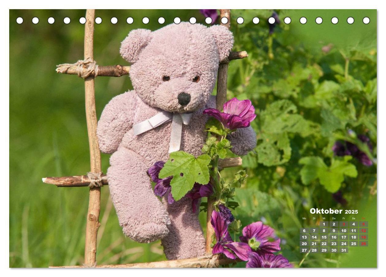 Bild: 9783435575251 | Geliebte Bären - Teddys (Tischkalender 2025 DIN A5 quer), CALVENDO...