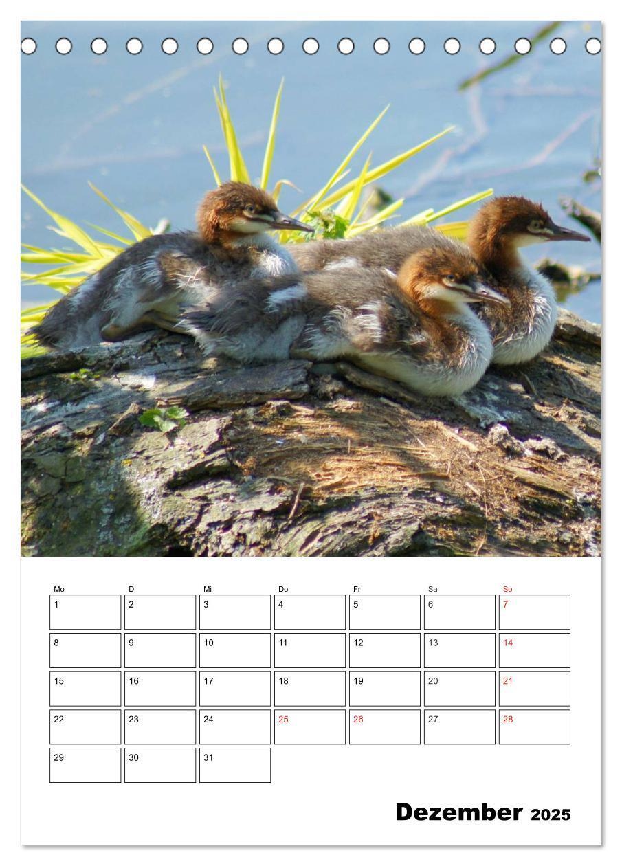 Bild: 9783457000076 | Liebenswerte Enten (Tischkalender 2025 DIN A5 hoch), CALVENDO...