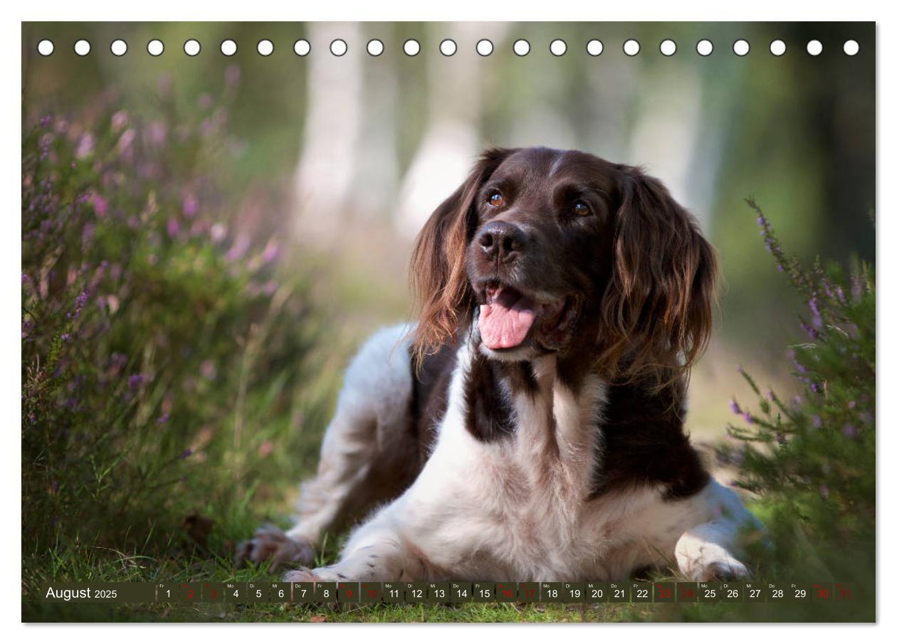 Bild: 9783435268429 | Passion Jagdhund - Kleiner Münsterländer (Tischkalender 2025 DIN A5...