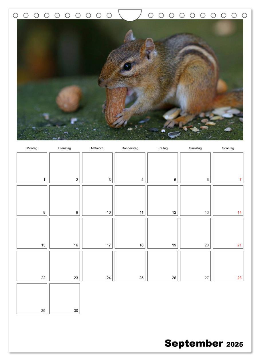 Bild: 9783457026670 | Streifenhörnchen - neugierige Nager (Wandkalender 2025 DIN A4...