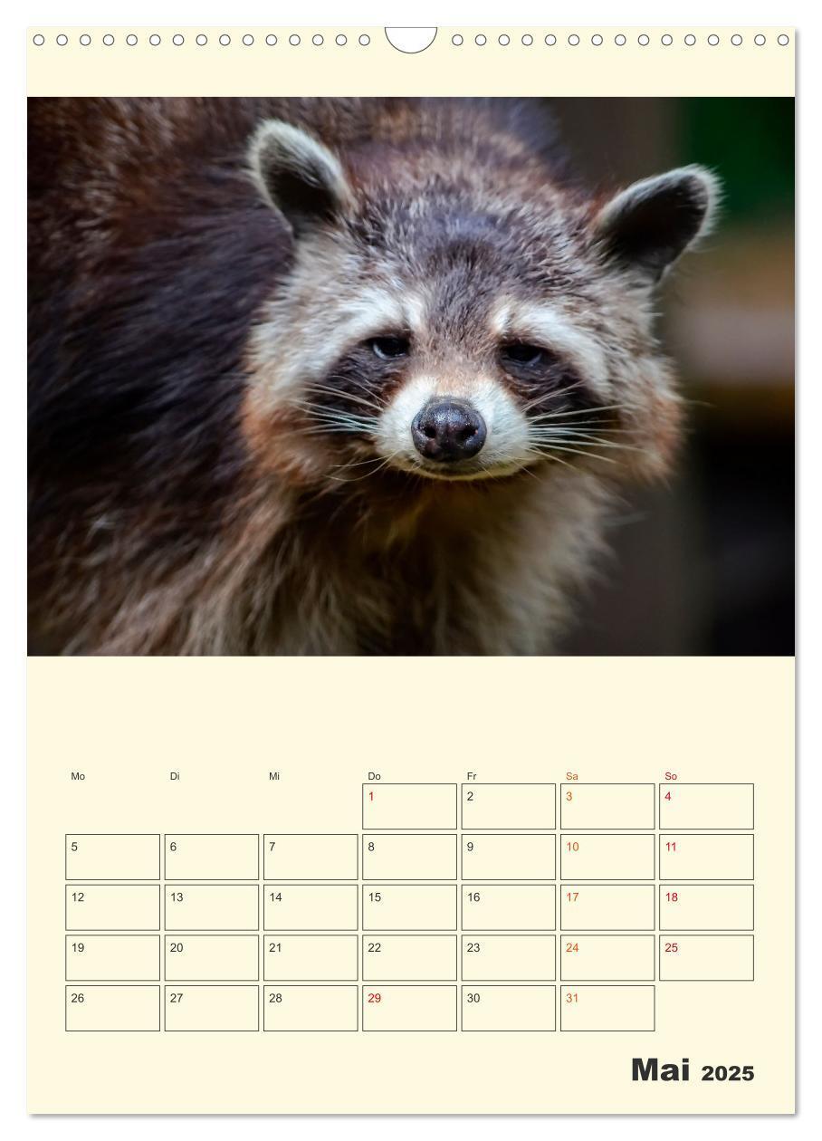 Bild: 9783435903504 | Drolliger Waschbär (Wandkalender 2025 DIN A3 hoch), CALVENDO...