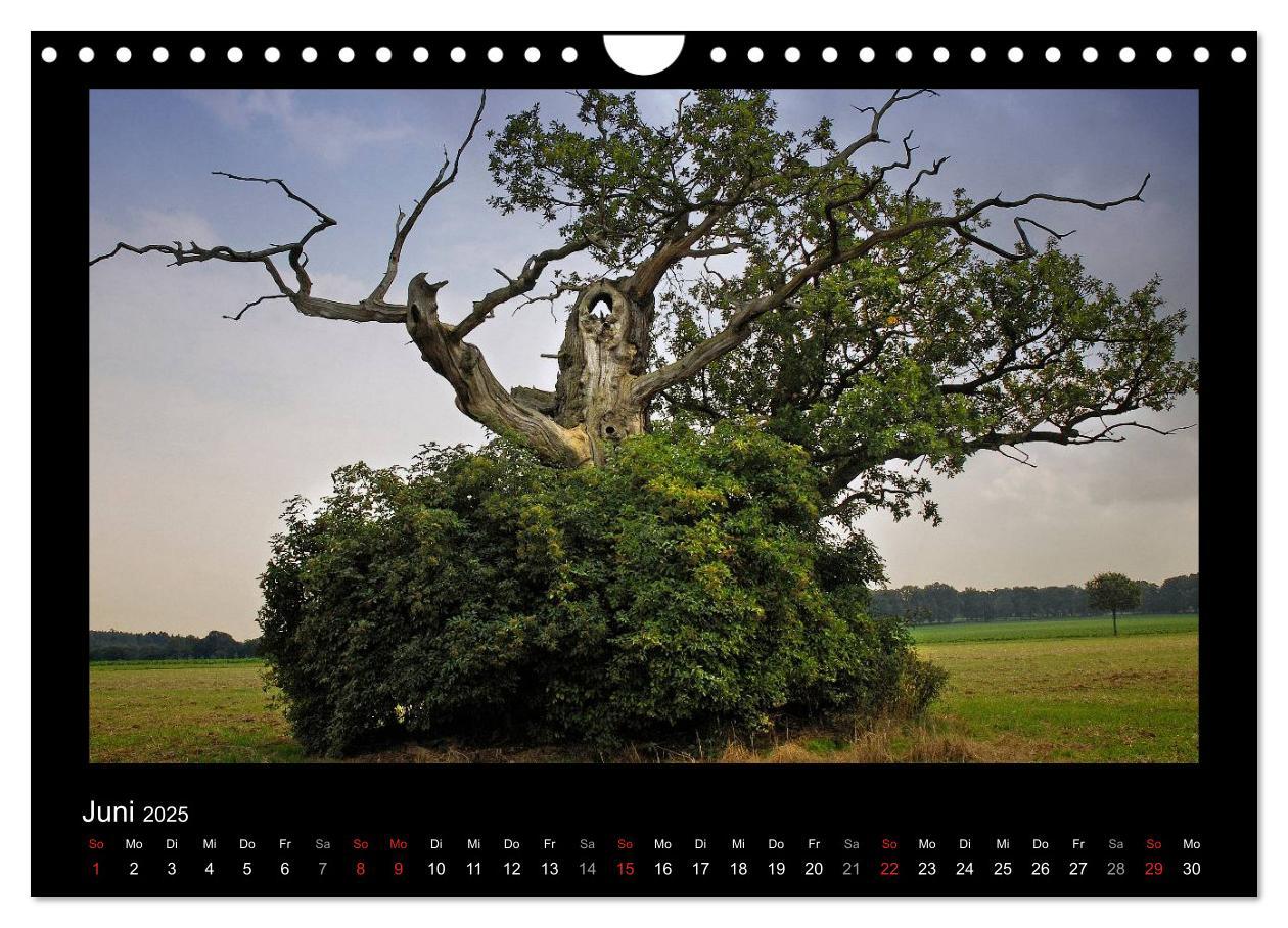 Bild: 9783435626861 | Märchenhafter Reinhardswald und Urwald Sababurg (Wandkalender 2025...