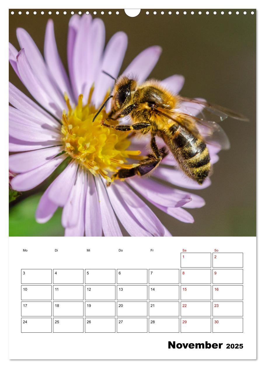 Bild: 9783435879168 | Hummeln und Bienen Terminplaner (Wandkalender 2025 DIN A3 hoch),...