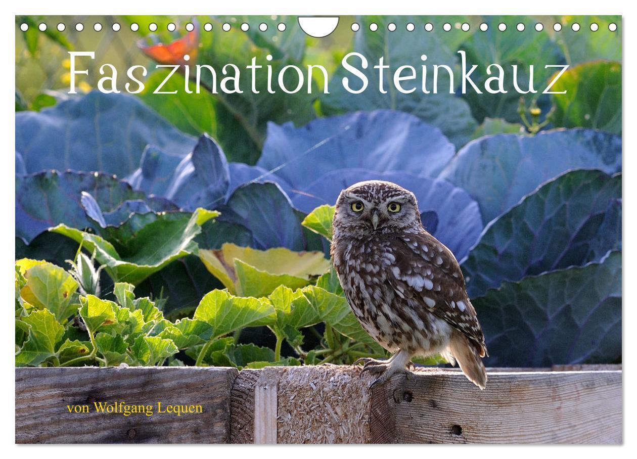 Cover: 9783435004201 | Faszination Steinkauz (Wandkalender 2025 DIN A4 quer), CALVENDO...