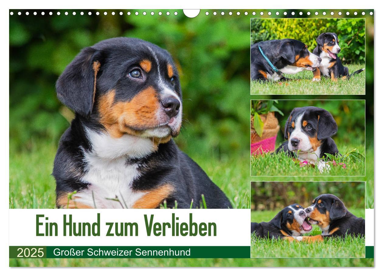 Cover: 9783435209033 | Ein Hund zum Verlieben - Großer Schweizer Sennenhund (Wandkalender...