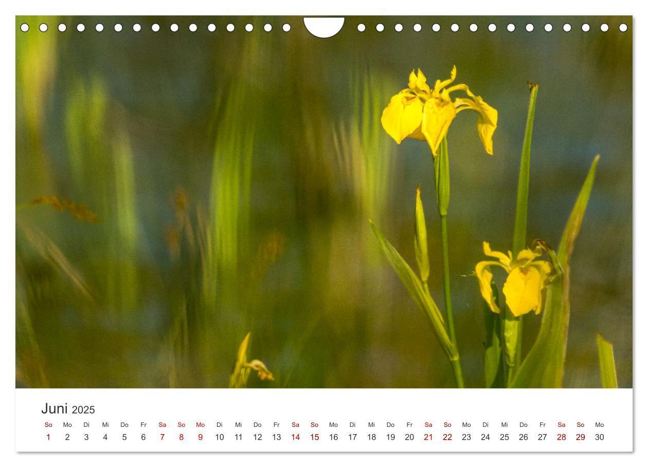 Bild: 9783383812101 | Naturjuwel Haspelmoor (Wandkalender 2025 DIN A4 quer), CALVENDO...