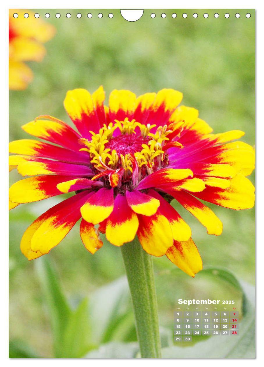 Bild: 9783435981908 | Zinnien im Garten (Wandkalender 2025 DIN A4 hoch), CALVENDO...