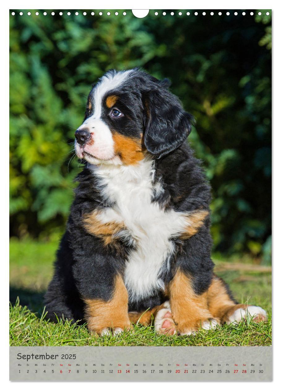 Bild: 9783457159194 | Berner Sennenhund - Ein Hund für alle Fälle (Wandkalender 2025 DIN...