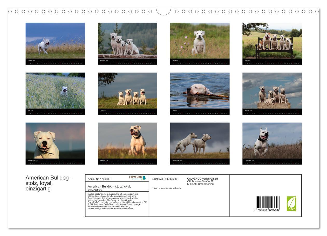 Bild: 9783435656240 | American Bulldog - stolz, loyal, einzigartig (Wandkalender 2025 DIN...