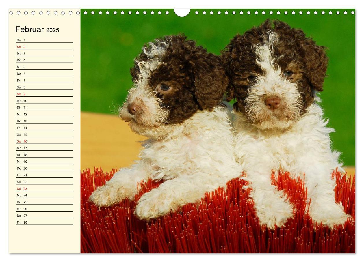 Bild: 9783435544912 | Lagotto Romagnolo - Italienischer Trüffelhund (Wandkalender 2025...