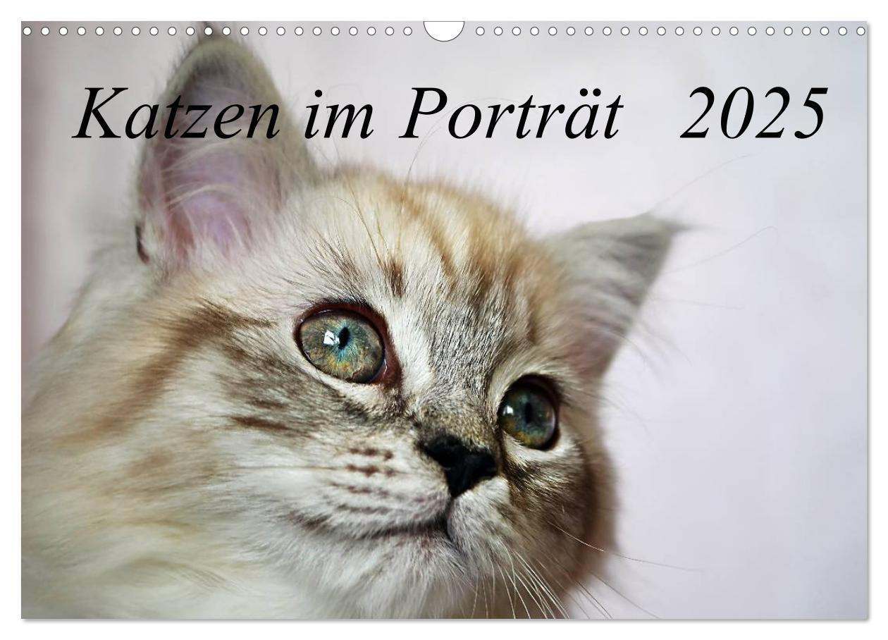 Cover: 9783435733859 | Katzen im Porträt / Geburtstagskalender (Wandkalender 2025 DIN A3...