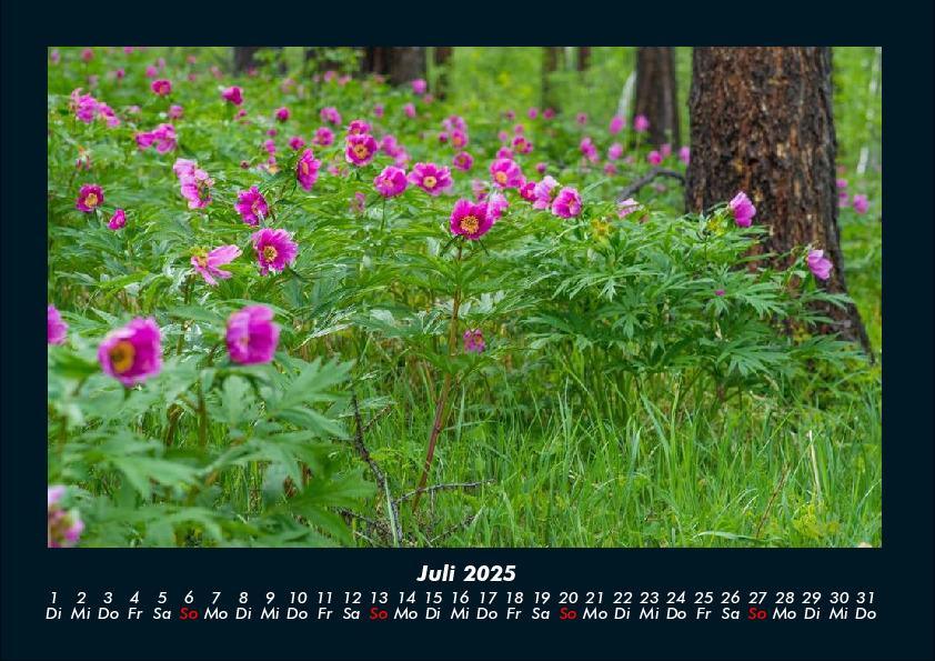 Bild: 9783755992325 | Blumenträume 2025 Fotokalender DIN A4 | Tobias Becker | Kalender