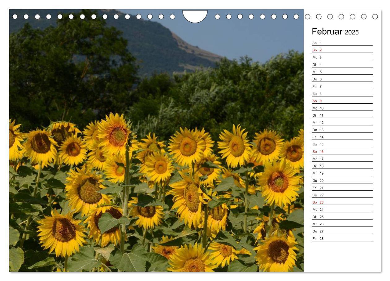 Bild: 9783435477142 | Ein Jahr lang Sonnenblumen (Wandkalender 2025 DIN A4 quer),...