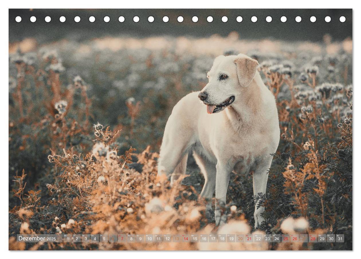 Bild: 9783435313754 | Faszination Labrador - gelb, foxred, schwarz (Tischkalender 2025...