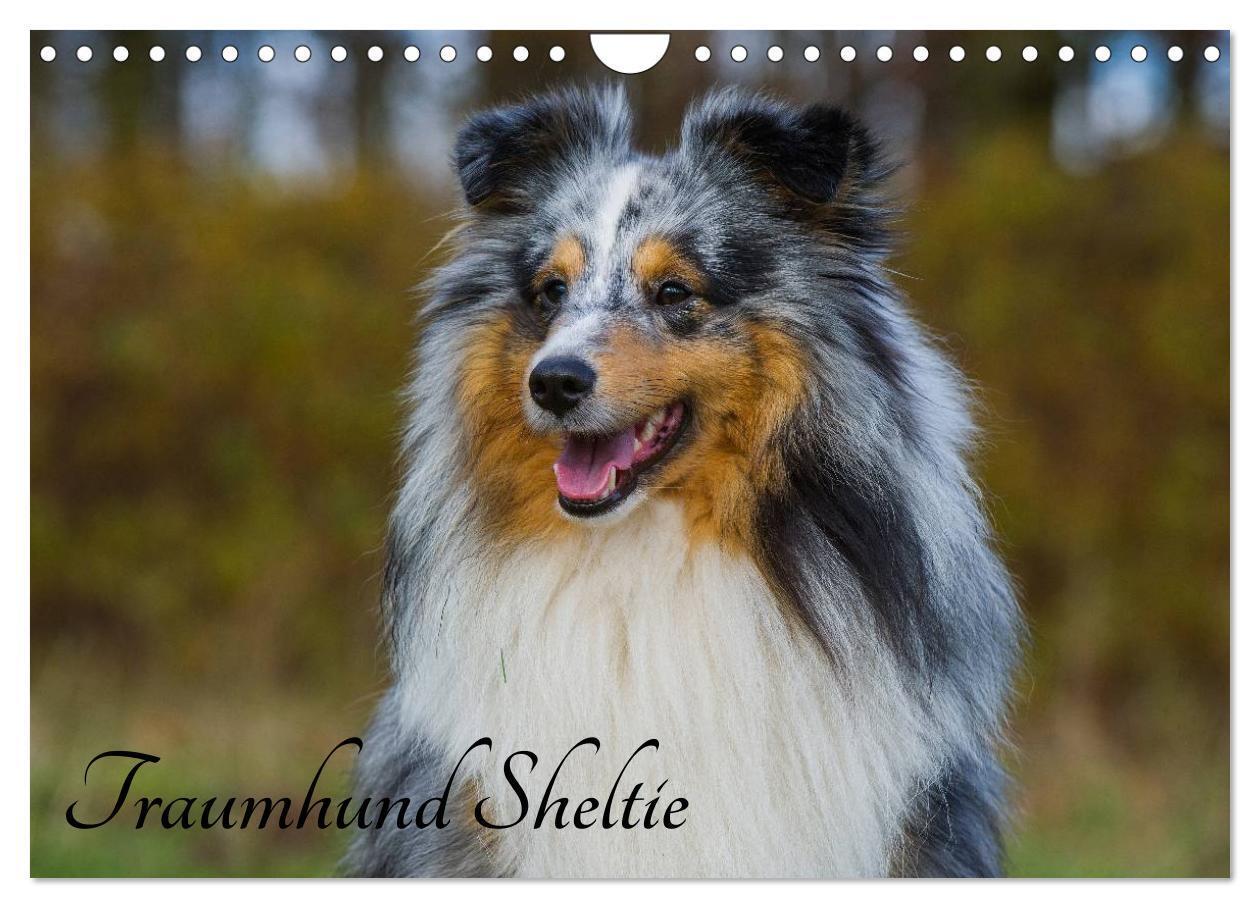 Cover: 9783435569878 | Traumhund Sheltie (Wandkalender 2025 DIN A4 quer), CALVENDO...