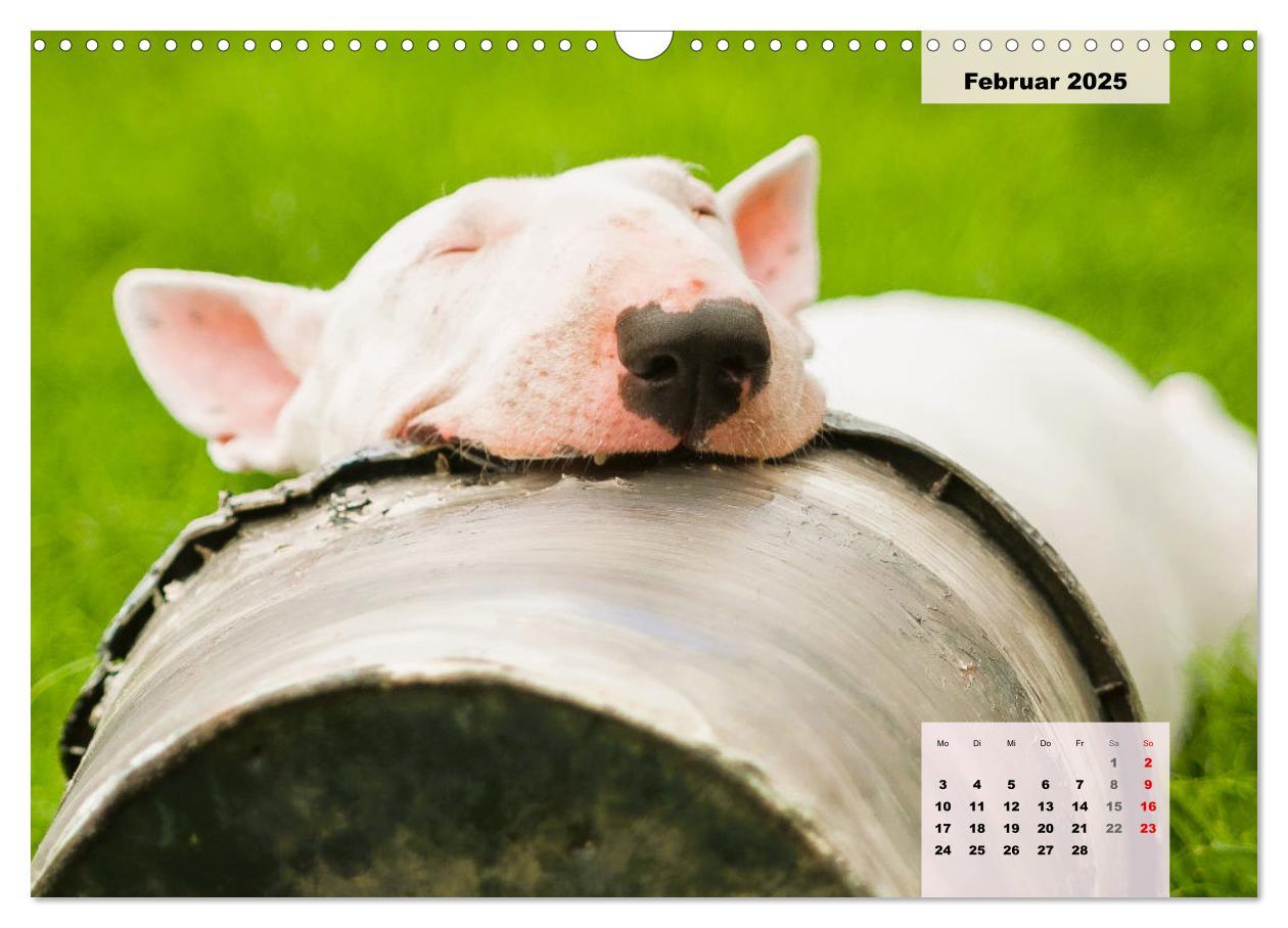 Bild: 9783383947117 | Bullterrier. Freudiges Wesen und Charakter (Wandkalender 2025 DIN...