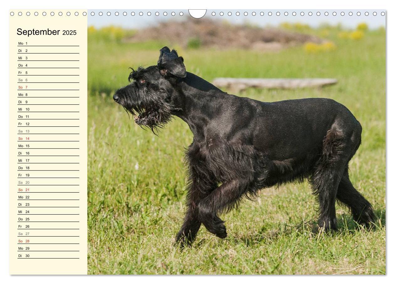 Bild: 9783435545049 | Treuer Freund Riesenschnauzer (Wandkalender 2025 DIN A3 quer),...